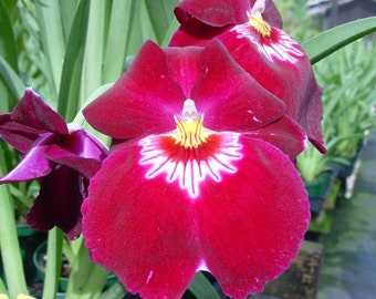 Miltoniopsis Bert Field 'Crimson Glow' mericlones, In 3 Inch Pots