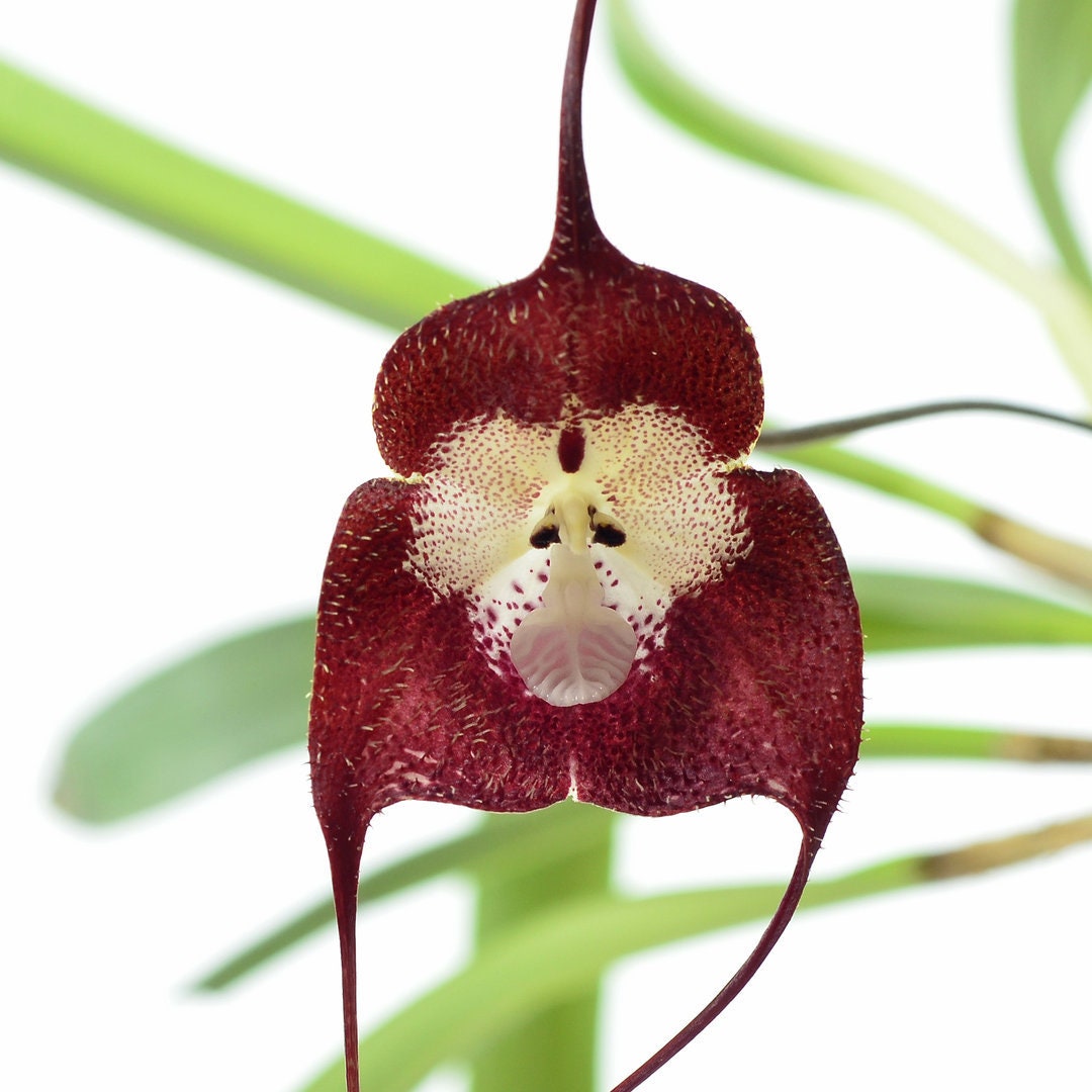 Dracula Simia, the Monkey Face Orchid, Near Blooming Size Etsy