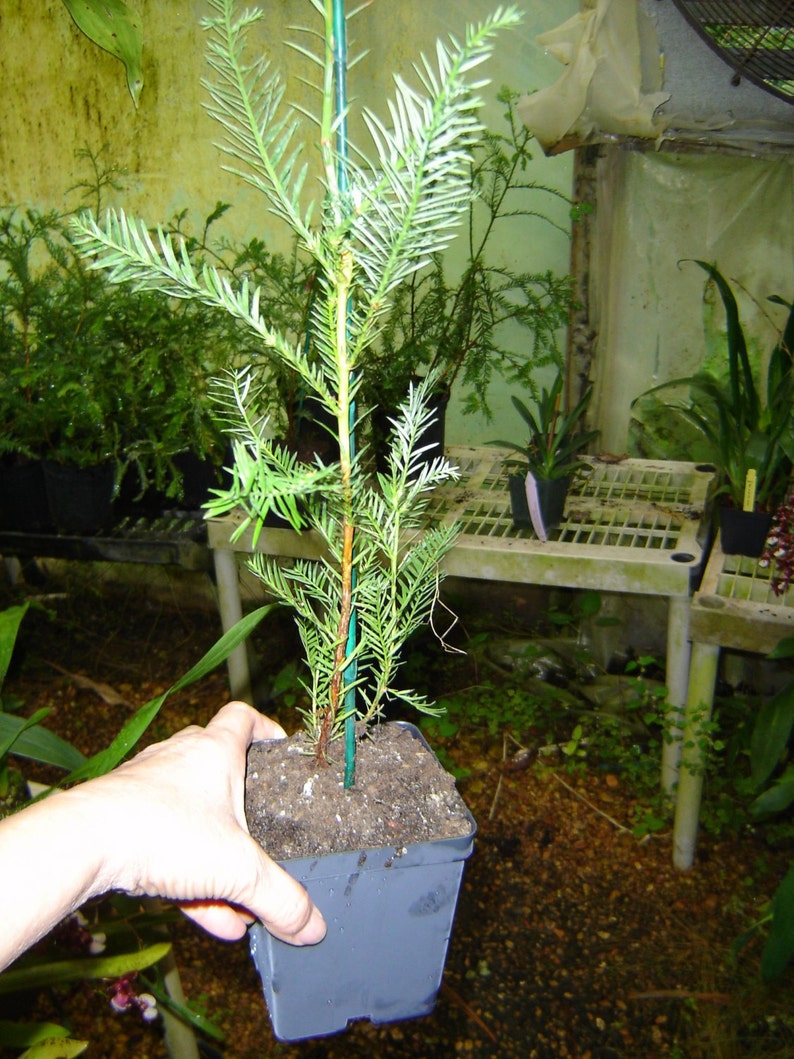 Fast growing California redwood tree sapling in 4 inch pot Etsy