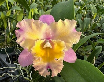 Blooming, size, Frshly Repotted, Blc. Momilani Rainbow 'Elizabeth Off',  Shipping included