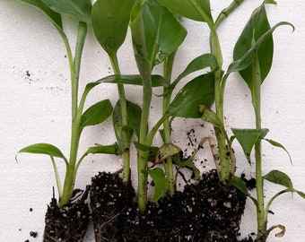 6 plugs, Decorative, Musa basjoo banana plants, cold hardy to zone 5