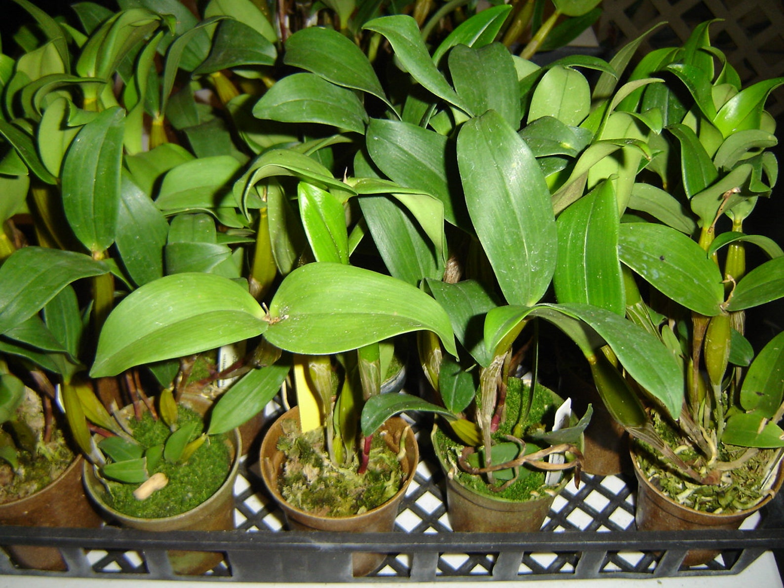 Delightful Dendrobium Chocolate Chip orchid blooming size Etsy