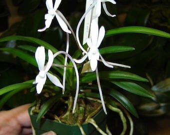 The Samurai Orchid, Neofenitia (Vanda) falcata, shipping included