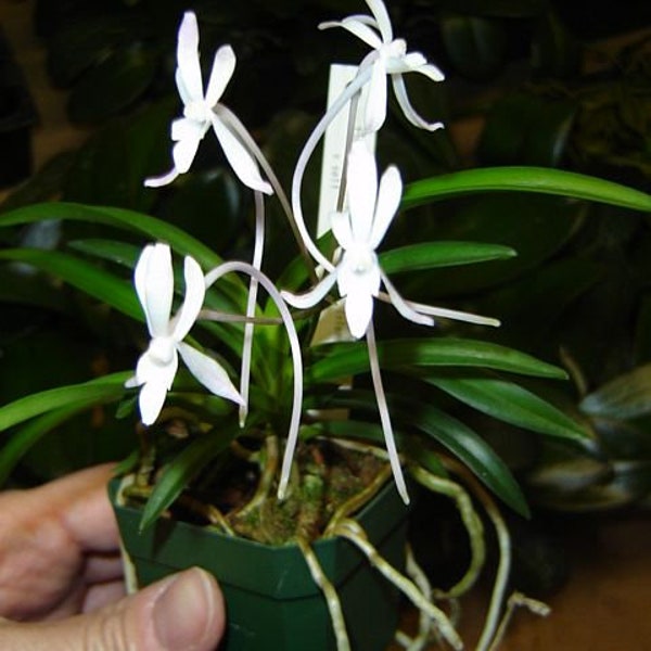 The Samurai Orchid, Neofenitia (Vanda) falcata, shipping included