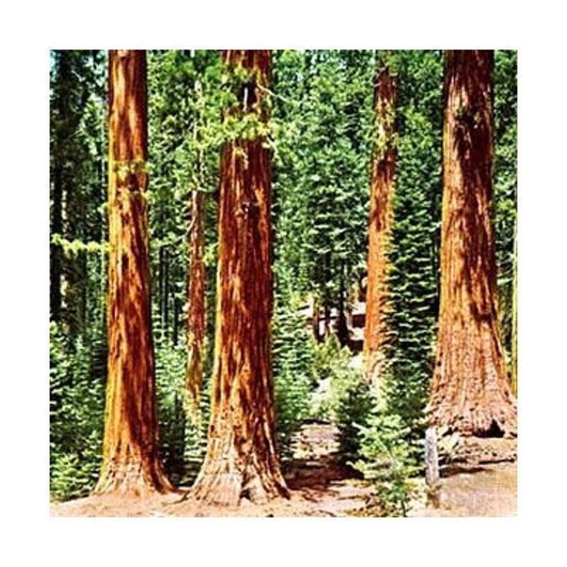 Fast growing California redwood tree sapling in 4 inch pot