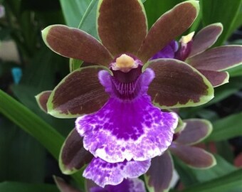 Blooming size Zygopetalum Jumpin' Jack mericlone, shipping included