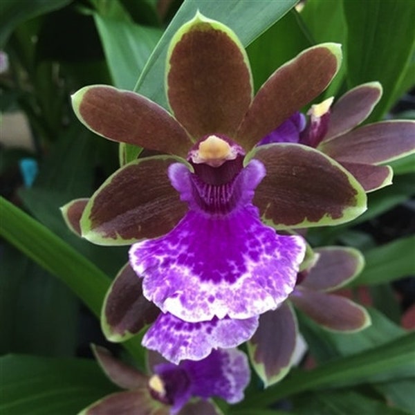 Blooming size Zygopetalum Jumpin' Jack mericlone, shipping included