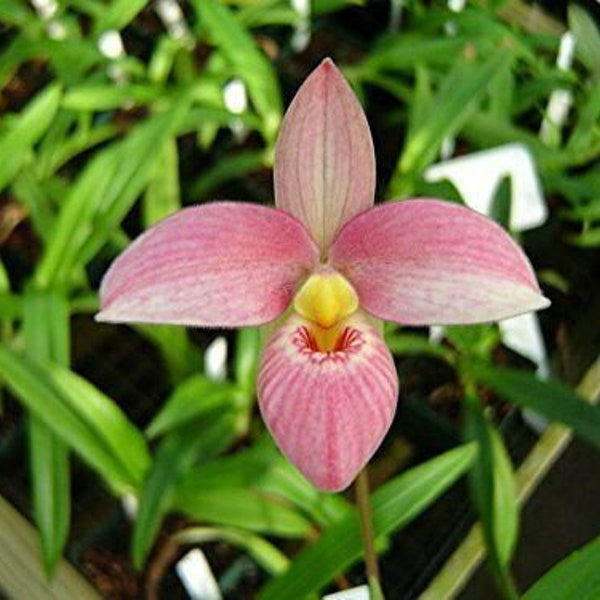 Phrag Hanne Popow, divisions, Blooming size.