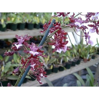 Rescue me! Large Sharry Baby, the Chocolate Orchid,  blooming size