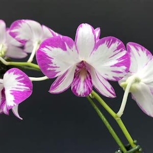 In Spike, Den. Enobi Purple 'Splash'  a lovely miniature