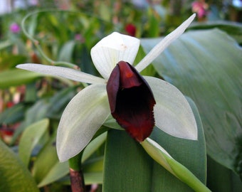 Coelogyne usitana 'Dark' seedling size clones, shipping included