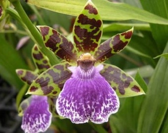 Zygopetalum Jumpin Jack orchid, blooming size