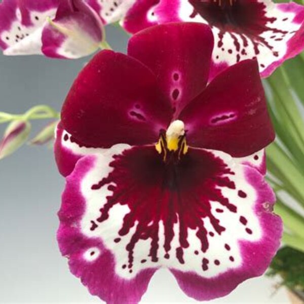 In Spike Now, Miltoniopsis Lennart Karl Goettling 'Red Rim', Shipping Included