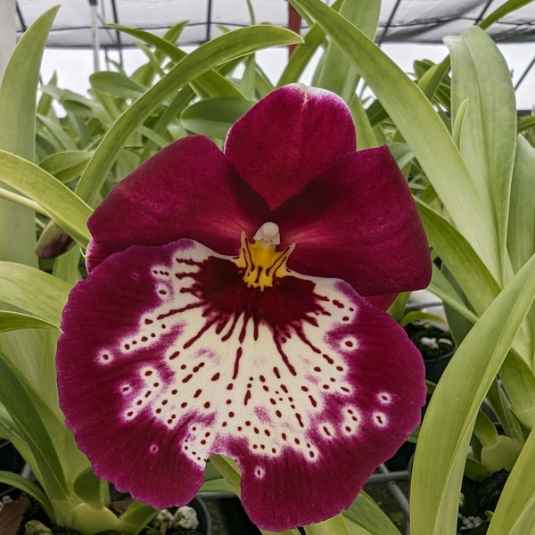 In Spike Now, Mps. (Miltoniopsis) Quntal's Timber, Shipping Included