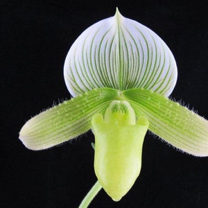 In bud, Green & white striped ladyslipper orchid Shipping Included