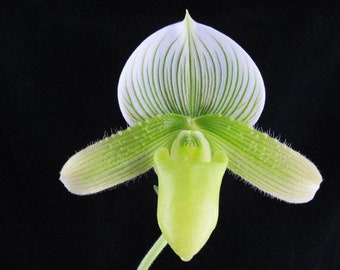 In bud, Green & white striped ladyslipper orchid Shipping Included
