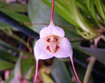 Dracula lotax, a delightful miniature orchid. Near blooming size