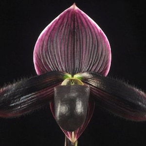 In Bud, Lovely vini/contrast paph in bud now  ladyslipper orchid