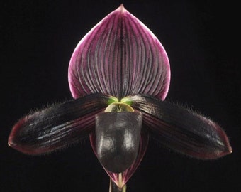 In Bud, Lovely vini/contrast paph in bud now  ladyslipper orchid