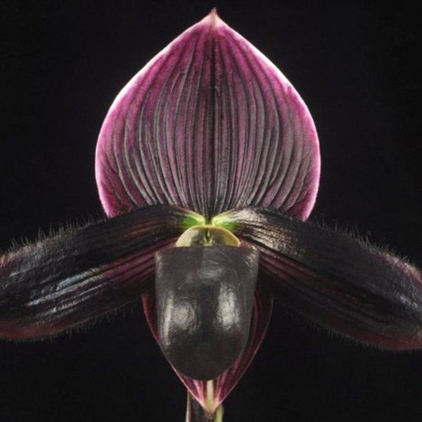 In Bud, Lovely vini/contrast paph in bud now  ladyslipper orchid