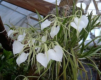 Brassavola nodosa, Lady of the Night Orchid, seedling