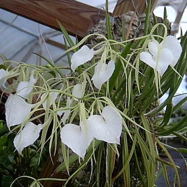 Brassavola nodosa, Lady of the Night Orchid, seedling