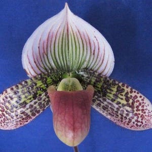 In Bud Now!  Lovely maudiae paph - ladyslipper orchid