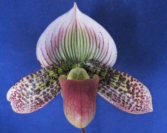 In Bud Now!  Lovely maudiae paph - ladyslipper orchid