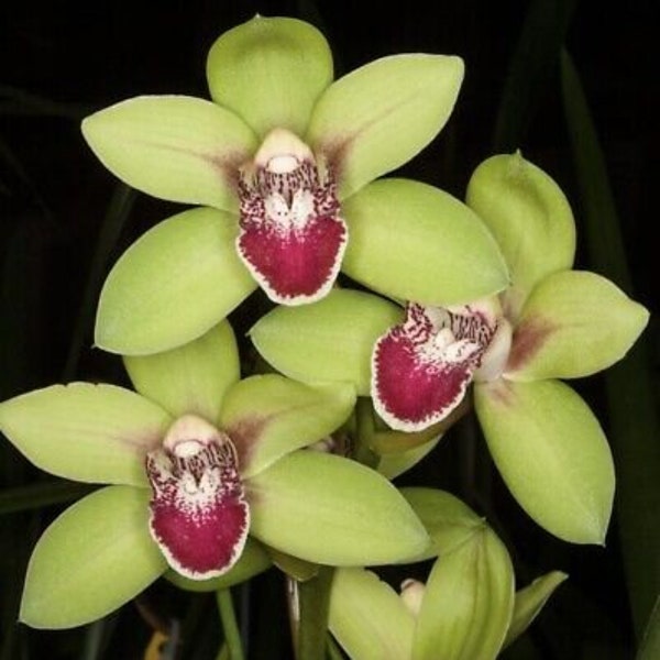 In Spike Now, Cymbidium Valentine's Love, shipping included