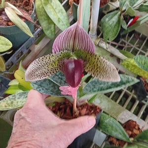 On Sale, In Bud Now! 4-inch pot,Lovely Maudiae-Type Paph, shipping included