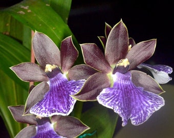 Blue lip Zygonisia Roquebrune orchid, nice seedling