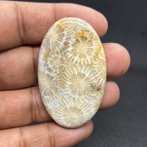 May include: An oval-shaped fossil coral cabochon featuring a distinct pattern of star-like, flower-shaped structures in shades of cream, beige, and light brown. The surface is polished and smooth, showcasing the intricate, radial skeletal details.