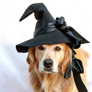 Golden Retriever Good Witch Photo Blank Card, Fall, Autumn, Halloween - 20% off on orders of 3 or more!