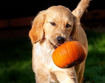 Golden Retriever Puppy with Pumpkin Photo Blank Card, Fall, Autumn, Halloween - 20% off on orders of 3 or more!