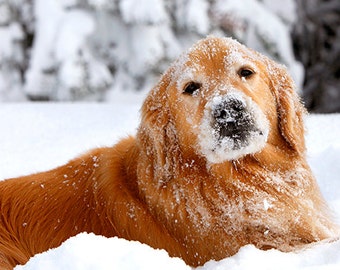 Golden Retriever, Frosty Snow Dog, Photo Card Set, Blank or Holiday, 20% off on orders of 3 or more!