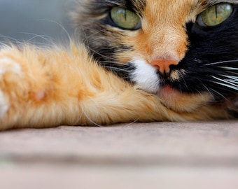 Calico Cat, Cat Photography, Photo Card - 20% off on orders of 3 or more!