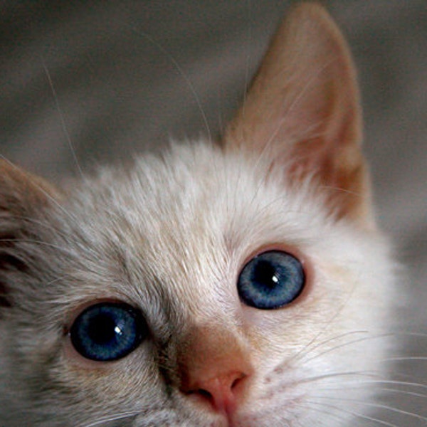 Siamese, Flame Point, Blue Eyed Kitten, Cat Photography, Photo Card - 20% off on orders of 3 or more!