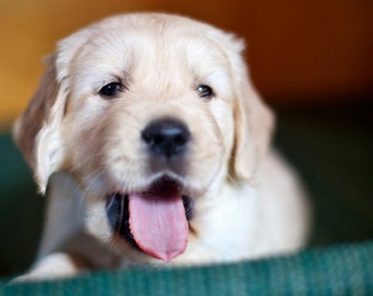 Golden Retriever, Laughing Puppy, Dog Photography, Photo Card - 20% off on orders of 3 or more!