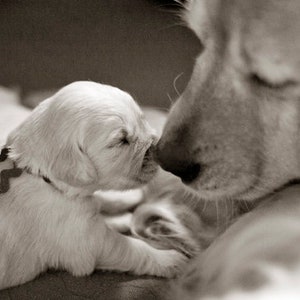 Golden Retriever, Mother's Love, Dog Photography, Photo Card - 20% off on orders of 3 or more!