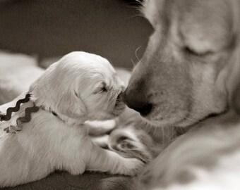 Golden Retriever, Mother's Love, Dog Photography, Photo Card - 20% off on orders of 3 or more!