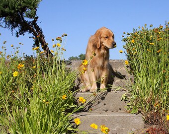 Golden Retriever, Smell the Flowers, Dog Photography, Photo Card - 20% off on orders of 3 or more!