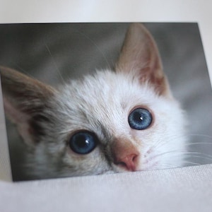 Siamese Kitten Photo Card, Flame Point, Cat Lover Gift