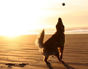 Golden Retriever, Sunset At The Beach, Photo Card - 20% off on orders of 3 or more!