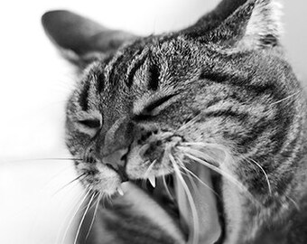 Tabby Cat, Stripes, Black and White Cat Photography, Fine Art Photo Card - 20% off on orders of 3 or more!