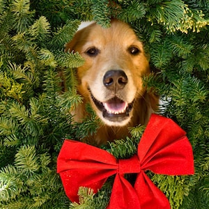 Golden Retriever, Jolly Olly, Holiday Photo Card Set, 20% off on orders of 3 or more image 1