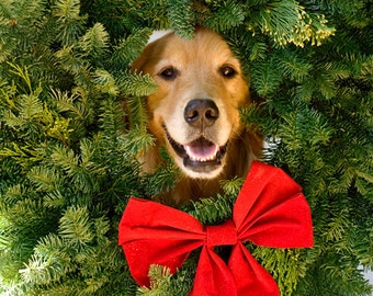 Golden Retriever, Jolly Olly, Holiday Photo Card Set, 20% off on orders of 3 or more!