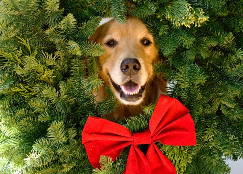 Golden Retriever, Jolly Olly, Holiday Photo Card Set, 20% off on orders of 3 or more image 1