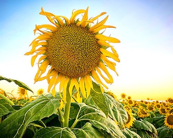 Sunflower, Nature Photography, Photo Card - 20% off on orders of 3 or more!