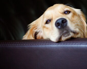 Golden Retriever, Just Lounging, Dog Photography, Photo Card - 20% off on orders of 3 or more!