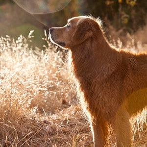 Golden Retriever, Golden Light, Dog Photography, Photo Card - 20% off on orders of 3 or more!